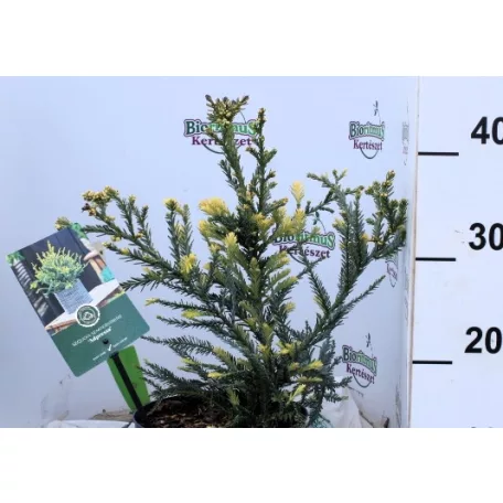Tengerparti mamutfenyő Sequoia sempervirens Adpressa