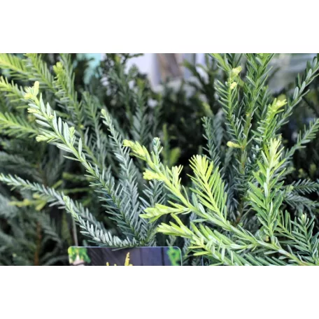 Tengerparti mamutfenyő Sequoia sempervirens Adpressa