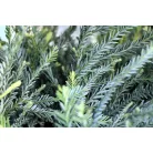 Tengerparti mamutfenyő Sequoia sempervirens Adpressa
