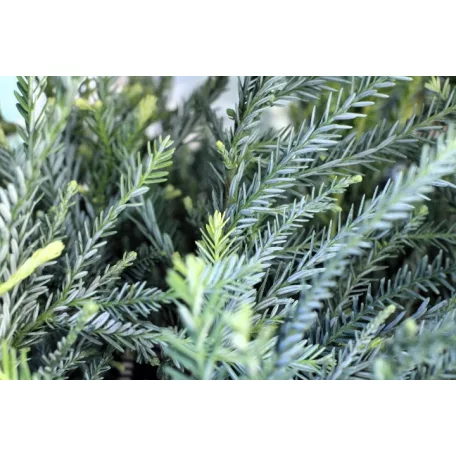 Tengerparti mamutfenyő Sequoia sempervirens Adpressa
