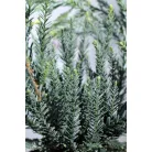 Tengerparti mamutfenyő Sequoia sempervirens Adpressa