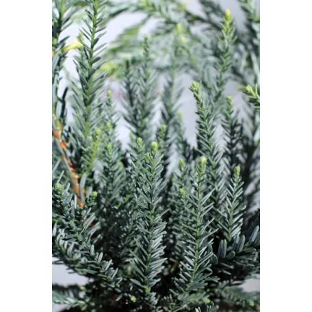 Tengerparti mamutfenyő Sequoia sempervirens Adpressa