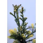 Tengerparti mamutfenyő Sequoia sempervirens Adpressa