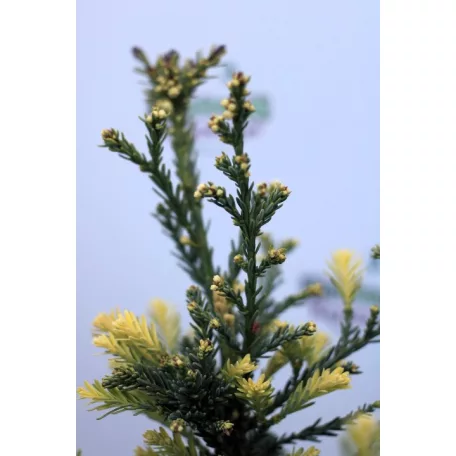 Tengerparti mamutfenyő Sequoia sempervirens Adpressa