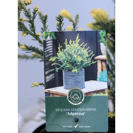 Tengerparti mamutfenyő Sequoia sempervirens Adpressa