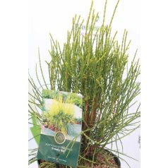 Keleti tuja Platycladus orientalis Franky Boy