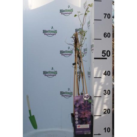 Kerti iszalag Clematis Elsa Spath