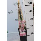 Kerti iszalag Clematis John Paul II