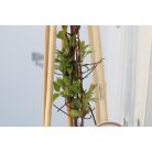 Kerti iszalag Clematis John Paul II