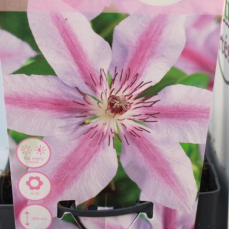 Kerti iszalag Clematis Nelly Moser