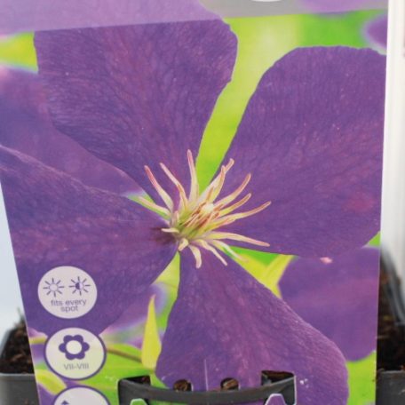 Kerti iszalag Clematis Jackmanii