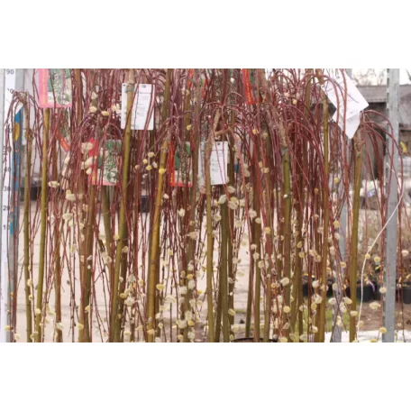 Csüngő barkafűz Salix Kilmarnock
