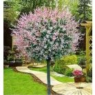 Tarkalevelű japán fűz Salix integra 'Hakuro-nishiki T120 cm