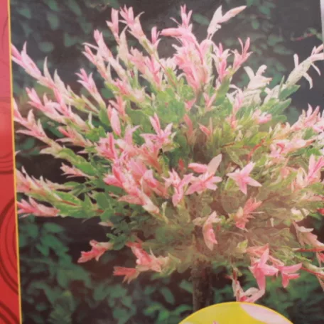 Tarkalevelű japán fűz Salix integra 'Hakuro-nishiki T120 cm