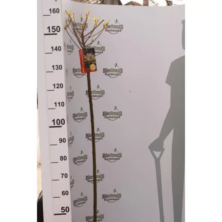 Tarkalevelű japán fűz Salix integra 'Hakuro-nishiki T120 cm
