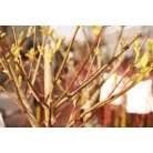 Tarkalevelű japán fűz Salix integra 'Hakuro-nishiki T120 cm
