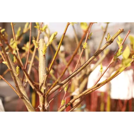 Tarkalevelű japán fűz Salix integra 'Hakuro-nishiki T120 cm