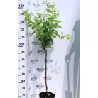 Teltvirágú babarózsa Prunus triloba Multiplex