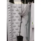 Teltvirágú babarózsa Prunus triloba Multiplex