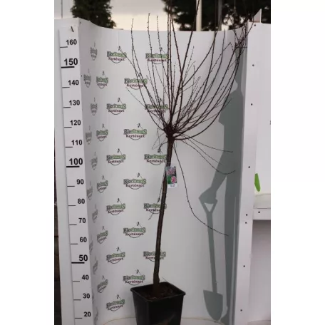 Teltvirágú babarózsa Prunus triloba Multiplex