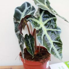 Alocasia 'Polly'