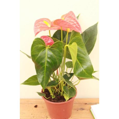 Flamingóvirág mix Anthurium andr. Mix Ton sur Ton