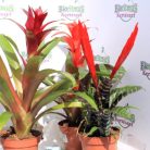 Bromelia mix