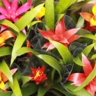 Bromelia mix
