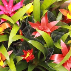 Bromelia mix