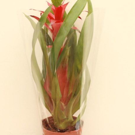 Bromelia mix