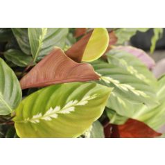 Zebralevél Calathea Mix