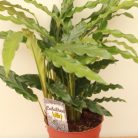 Zebralevél Calathea Mix