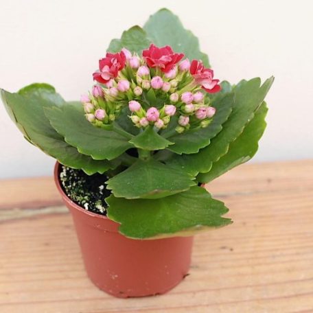 Korallvirág mini Kalanchoe blossfeldiana Mix
