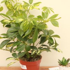 Sugárarália Schefflera arboricola 'Nora'