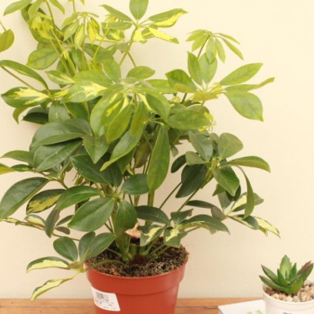 Sugárarália Schefflera arboricola 'Nora'
