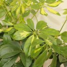 Sugárarália Schefflera arboricola 'Nora'