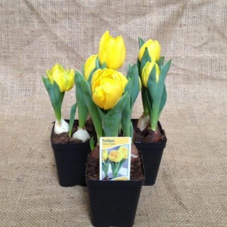 Tulipa 'Yellow Baby'