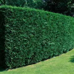Leyland ciprus Cupressocyparis x leylandii 13 x13