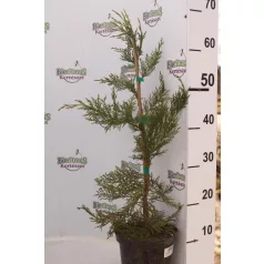 Leyland ciprus Cupressocyparis x leylandii 13 x13