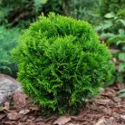 Törpe gömbtuja Thuja occidentalis 'Danica' K2