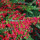 Kerti madárbirs Cotoneaster horizontalis K2