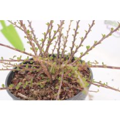 Kerti madárbirs Cotoneaster horizontalis K2