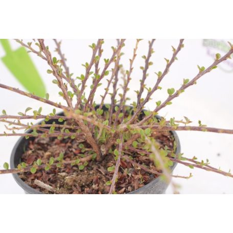 Kerti madárbirs Cotoneaster horizontalis K2