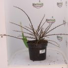 Kerti madárbirs Cotoneaster horizontalis K2