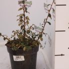 Szőnyegmadárbirs Cotoneaster Coral Beauty K1.5