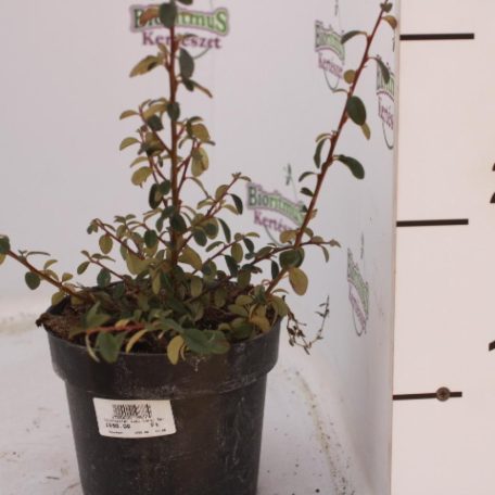 Szőnyegmadárbirs Cotoneaster Coral Beauty K1.5