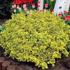   Arany kúszó kecskerágó Euonymus fortunei Emerald 'n Gold 15-20 cm