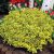 Arany kúszó kecskerágó Euonymus fortunei Emerald 'n Gold 15-20 cm