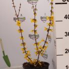 Aranyvessző Forsythia intermedia Lynwood Gold K2