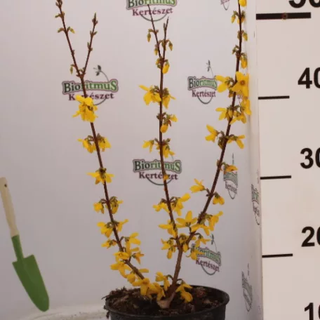 Aranyvessző Forsythia intermedia Lynwood Gold K2